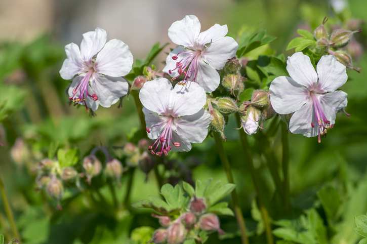 Geranium cantabrigiense Biokovo - Iva Vagnerova iStock-1276935112 'Biokovo' ©Iva Vagnerova