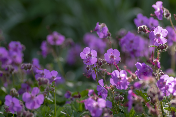 Geranium cantabrigiense Karmina - Iva Vagnerova iStock-1372409007 'Karmina' ©Iva Vagnerova