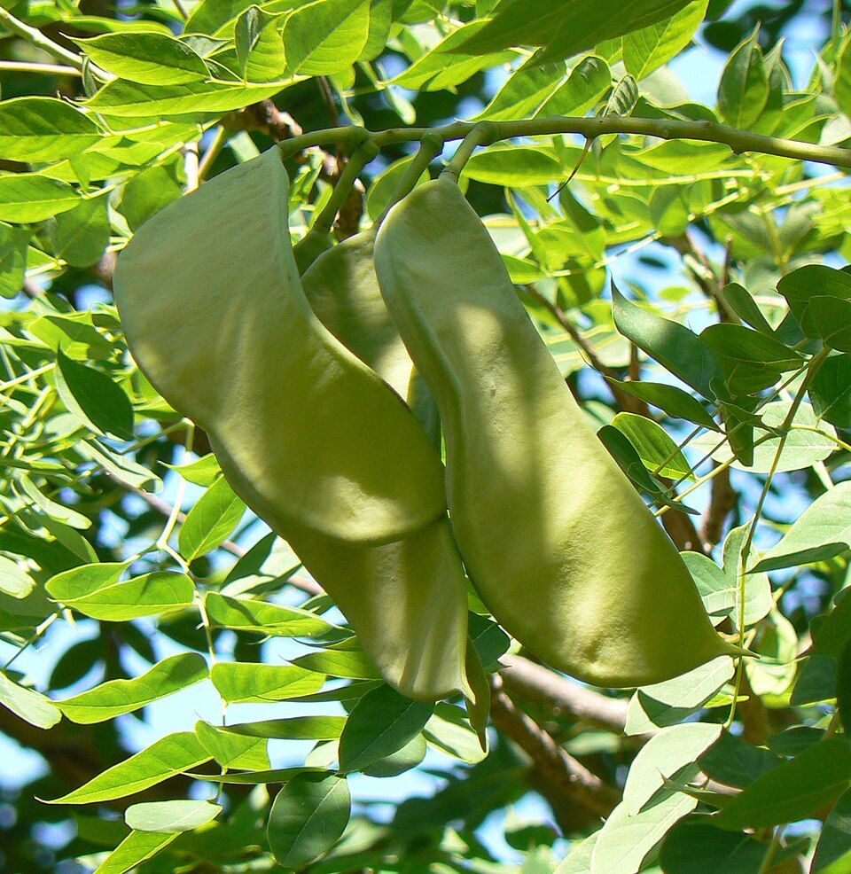 Gymnocladus_dioicus_seed_pods_and_leaves- MONGO ©Mongo (Wikimedia)