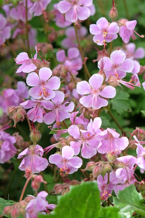 iGeranium cantabrigiense - Alex Manders - Stock-2217692469 'Hanne' ©Alex Manders