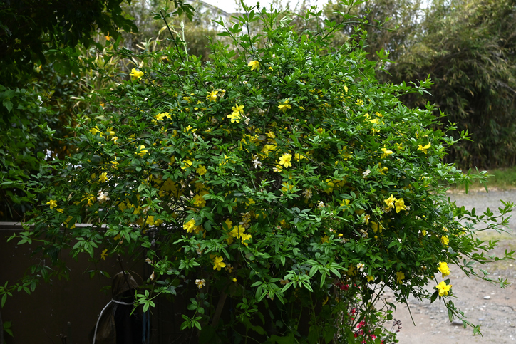 jasmin primevère - Jasminum henriy - undefined undefined ©undefined undefined