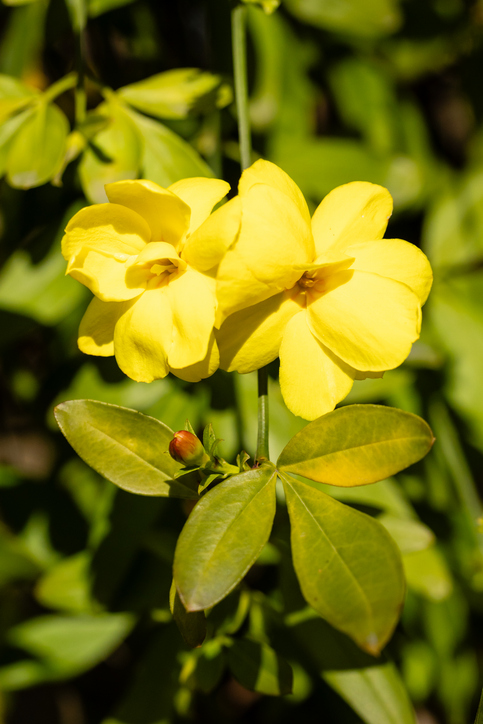 jasmin primevère - Jasminum mesny - JOSE LUIS VEGA GARCIA ©Jose Luis Vega García