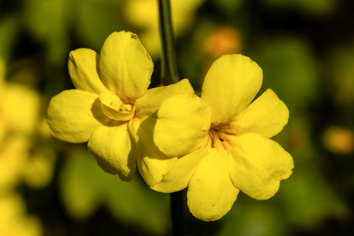 Jasmin primevère - Jasminum mesnyi - JOSE LUIS VEGA GARCIA ©Jose Luis Vega Garcia