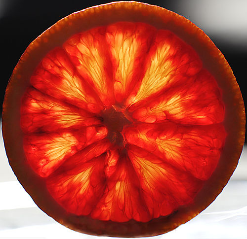orange sanguine - Viktoria Hodos ©Viktoria Hodos