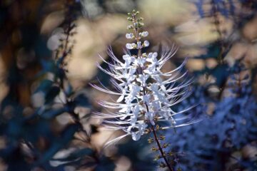Orthosiphon • moustaches de chat • thé de Java