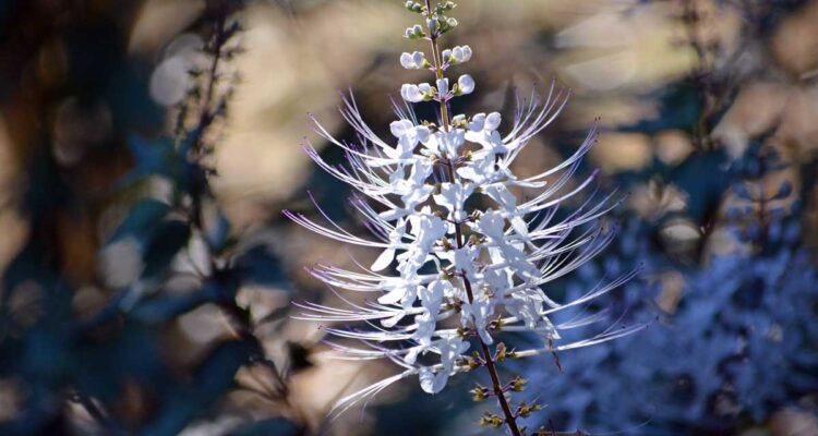 Orthosiphon • moustaches de chat • thé de Java