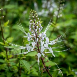 Orthosiphon stamineus