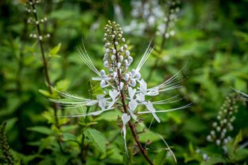 Orthosiphon stamineus