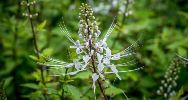 Orthosiphon stamineus
