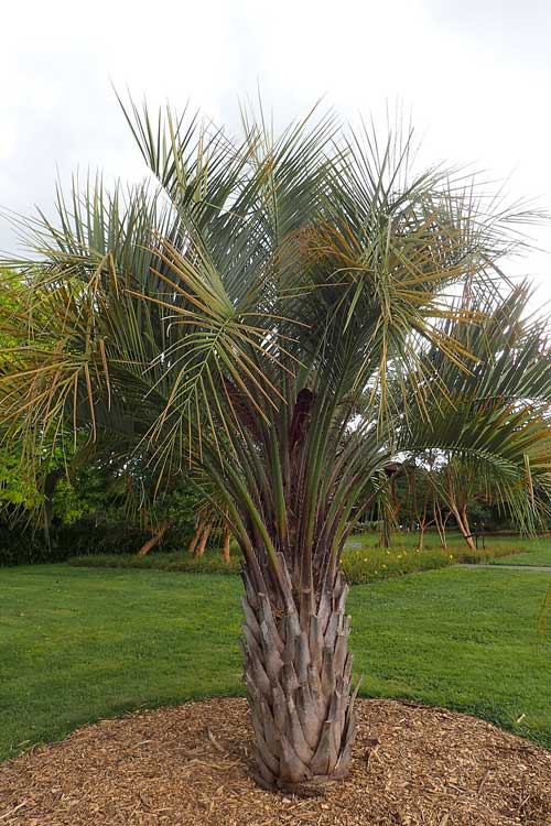 Butia_capitata_Krzysztof-Ziarnek,-Kenraiz,-CC-BY-SA-4.0 Palmier : Butia capitata