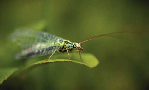 Chrysopidae-Depositphotos_372888996_S Chrysopidae • chrysope