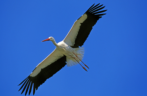 Cigogne-Depositphotos_346300024_S Cigogne en vol