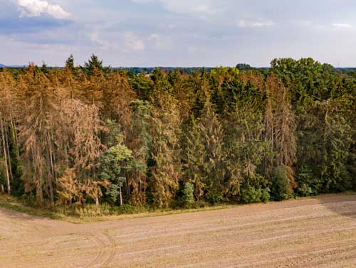 Deperissement-Foret-Depositphotos_496315326_S Dépérissement des forêts • Vulnérabilité des forêts