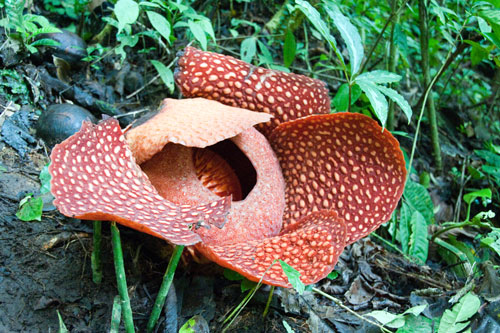 Depositphotos-Rafflesia-hasseltii-ok_12591853-matejh Rafflesia hasseltii