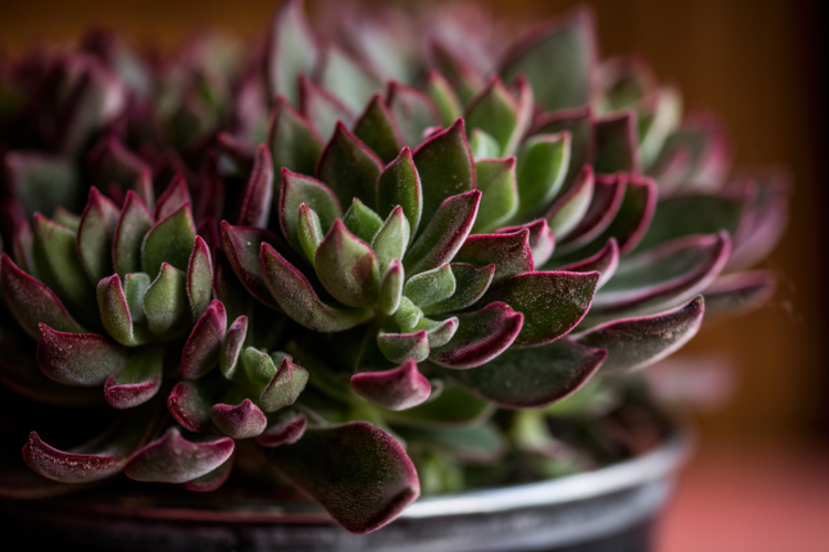Echeveria-Devotion-Copyright Plantipp-Edit 'Devotion' ©Plantipp