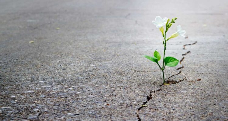 L'espoir de la plus vulnérable des fleurs