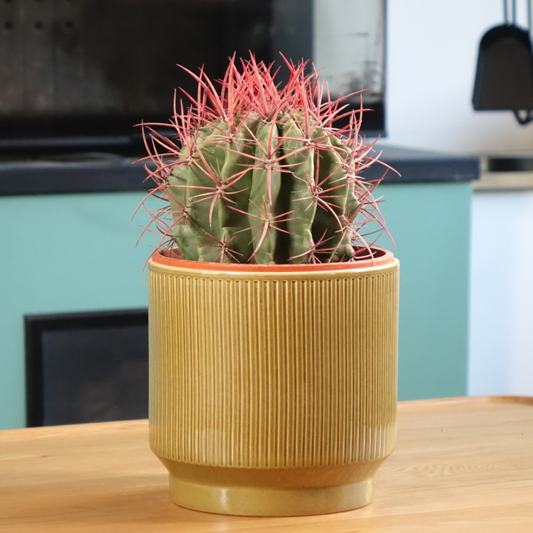 Ferocactus stainesii--Copyright Promesse de fleurs-Edit ©Promesse de fleurs