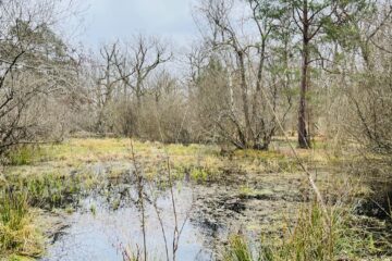 Fontainebleau - La mare aux fées