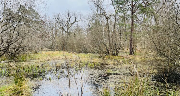Fontainebleau - La mare aux fées