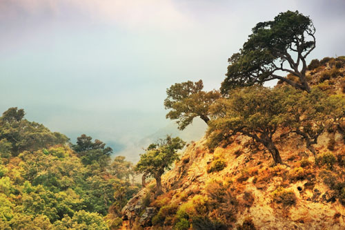 iStock--Los-Alcornocales-ok-482351109-Algefoto Parc naturel de Los Alcornocales