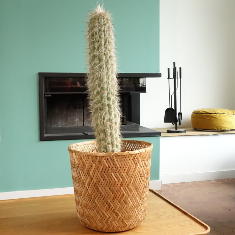 Oreocereus leucotrichus - Cactus cierge--Copyright Promesse de fleurs-Edit ©Promesse de fleurs