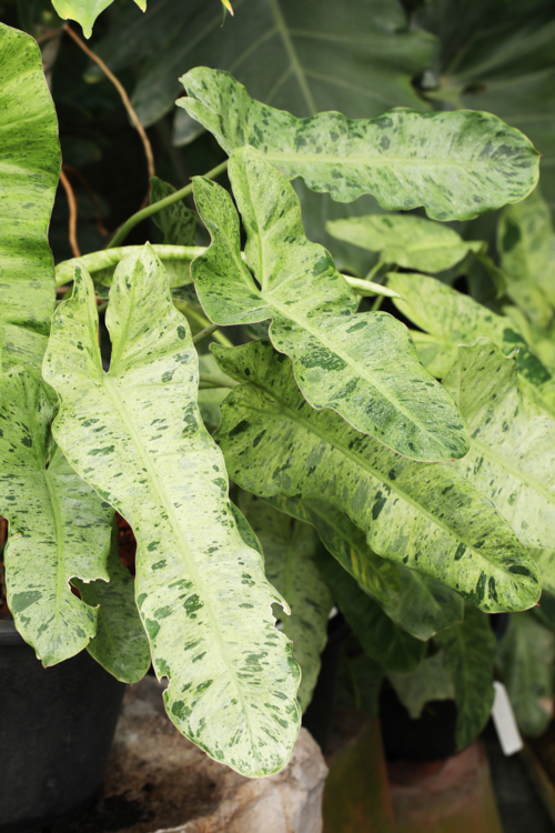 Philodendron-Paraiso-Verde-c-a-23691-FEi-Edit 'Paraiso Verde' ©FEI