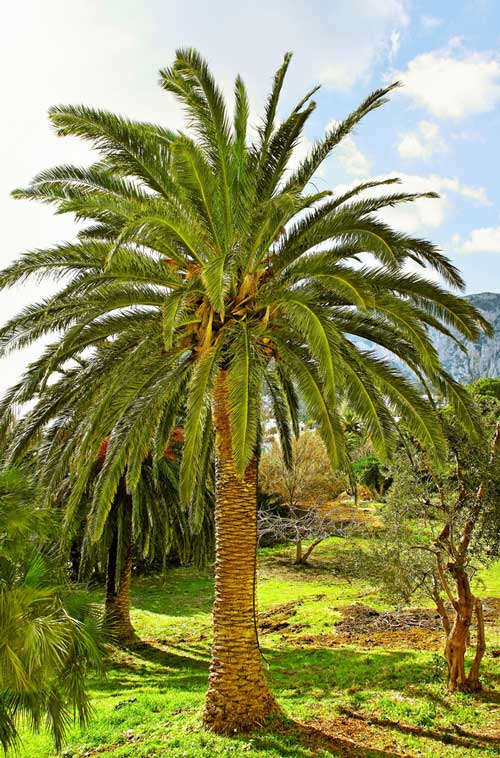 Phoenix_carianensis-Depositphotos_19089815_S Palmier : Phoenix carianensis