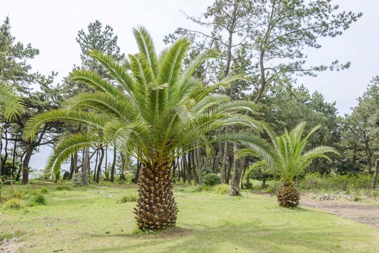 Phoenix_carianensis-Depositphotos_85059744_S Palmier : Phoenix carianensis