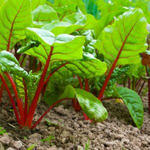 Plants de betteraves au potager