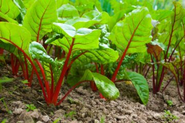 Plants de betteraves au potager