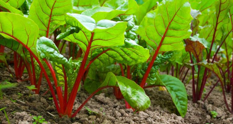 Plants de betteraves au potager