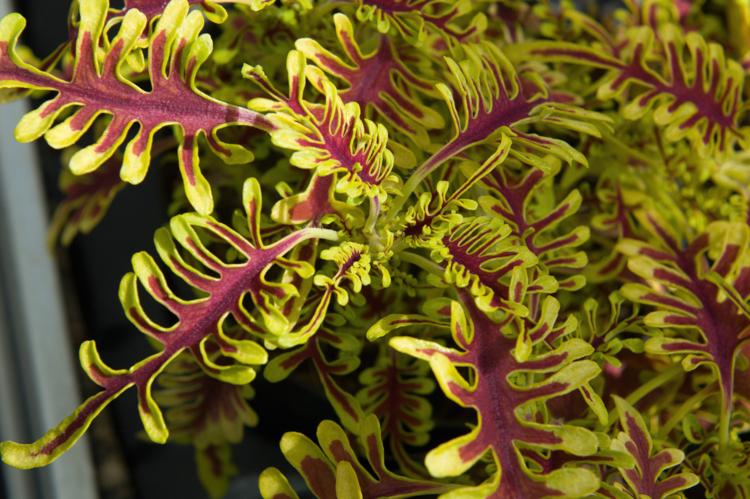 Plectranthus-Skeletal-Copyright-VOLTZ-Edit ©Voltz