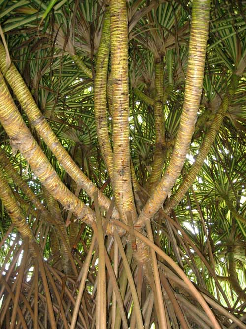 Racines_aeriennes-pandanus-Depositphotos_234164698_S Racines aériennes