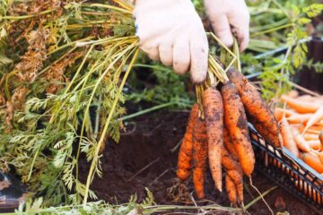 Récolte de carottes