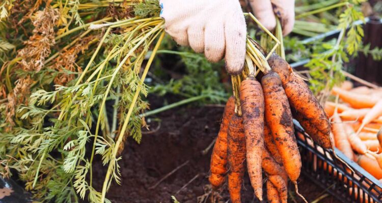 Récolte de carottes