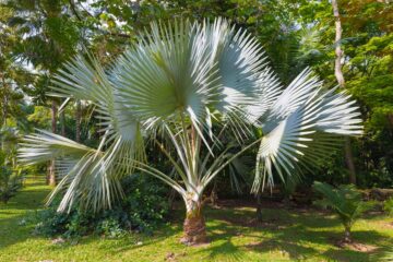 Palmier : Trachycarpus fortunei