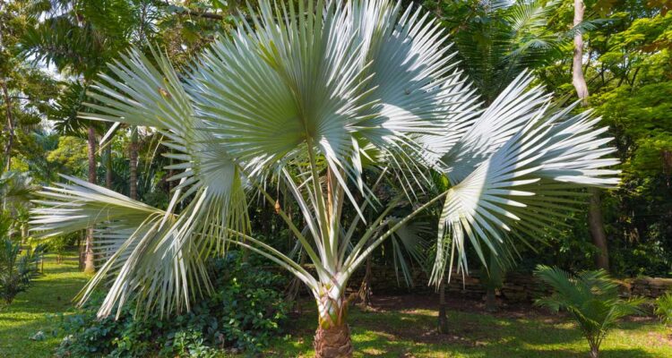 Palmier : Trachycarpus fortunei
