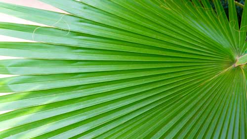 Washingtonia-Depositphotos_381904472_L Feuille de palmier Washingtonia