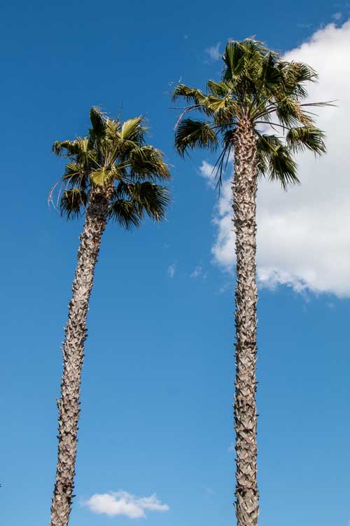 Washingtonia-Depositphotos_766361952_S Palmier : Washingtonia