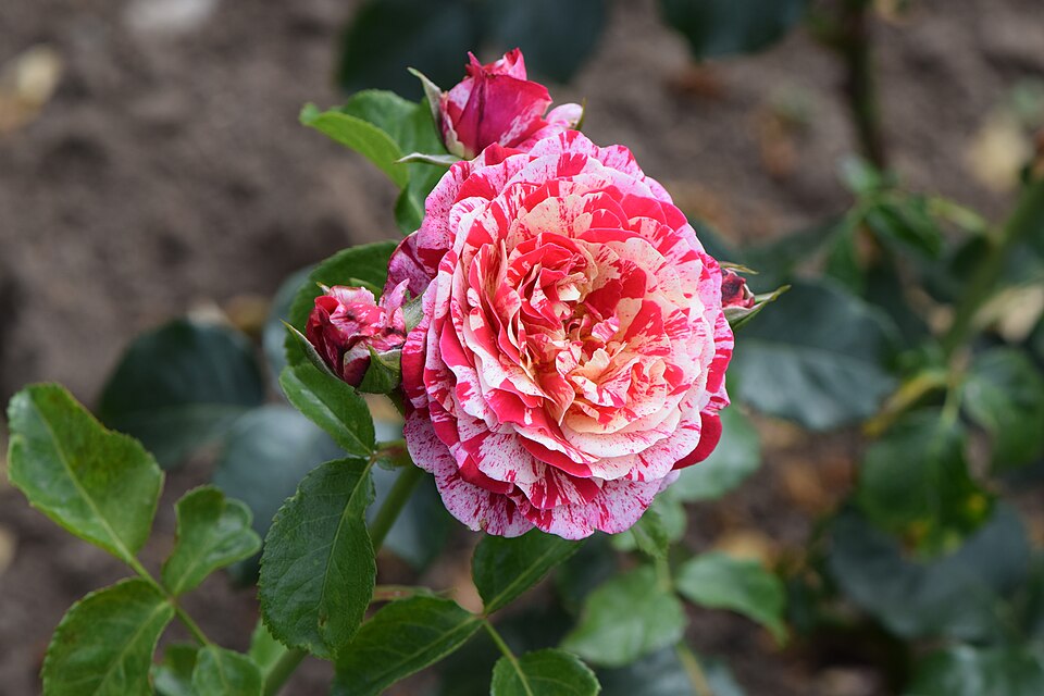 960px-Rosa_'Abracadabra'_kz01 ©Kenraiz