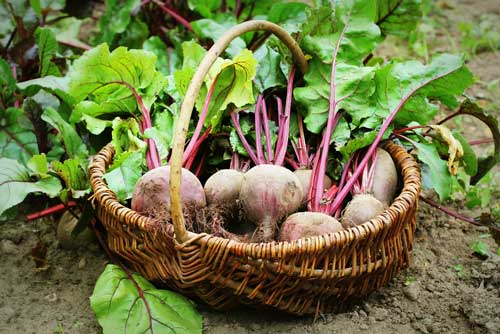 Betteraves-panier-Depositphotos_213181458_S Panier de betteraves