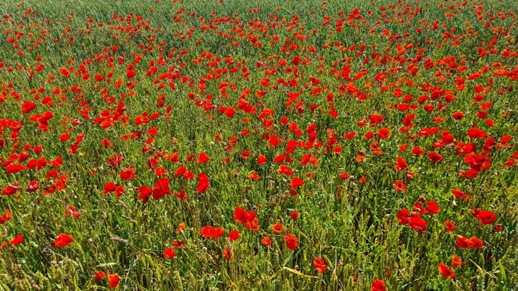 coquelicotsDepositphotos_765492038_L coquelicots