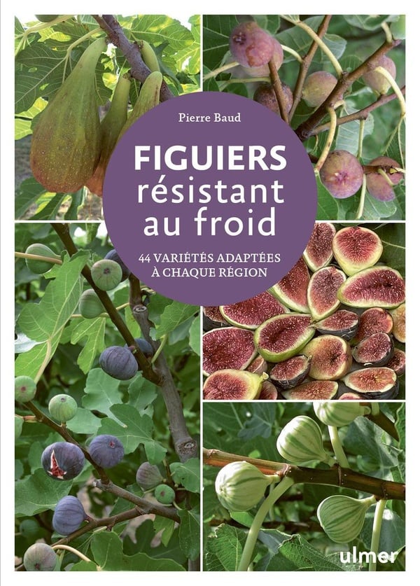 Figuiers resistant au froid Figuiers resistant au froid