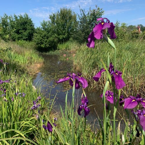 Flerial Le Flérial - Yonne
