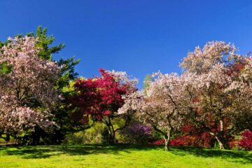 Arbres fruitiers en fleurs