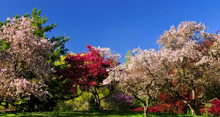 Arbres fruitiers en fleurs