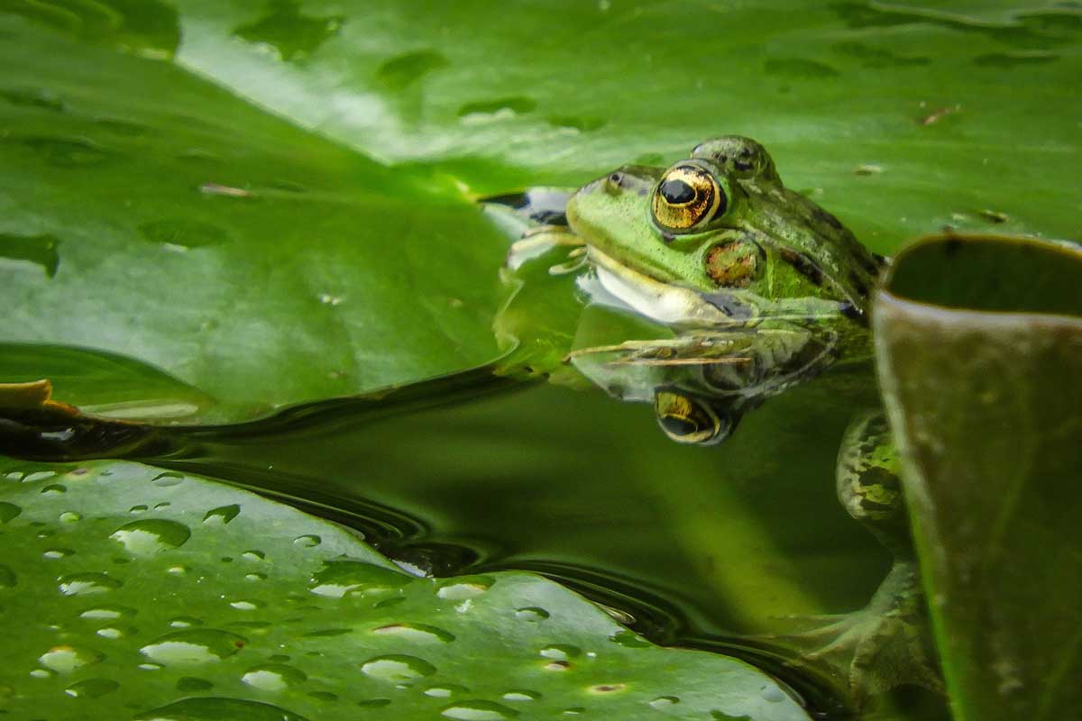 Grenouille-Depositphotos_379914680_L Grenouille dans la mare