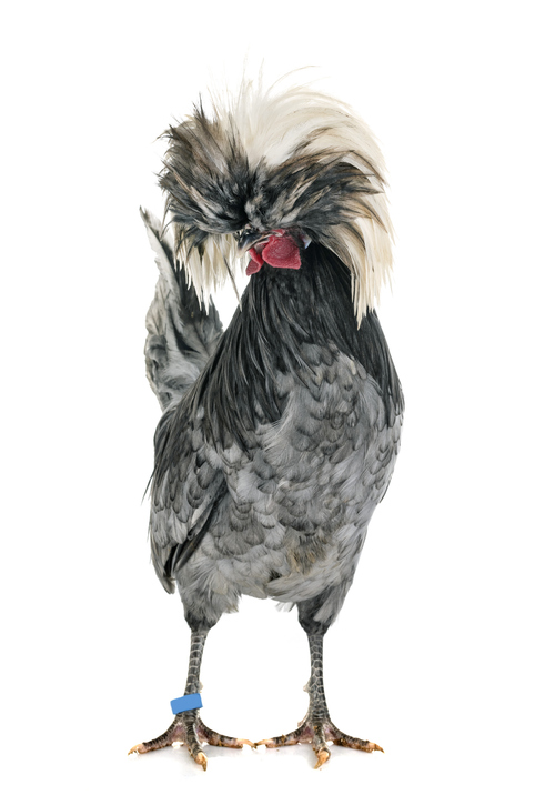 hollandaise mâle - cynoclub Polish chicken in front of white background