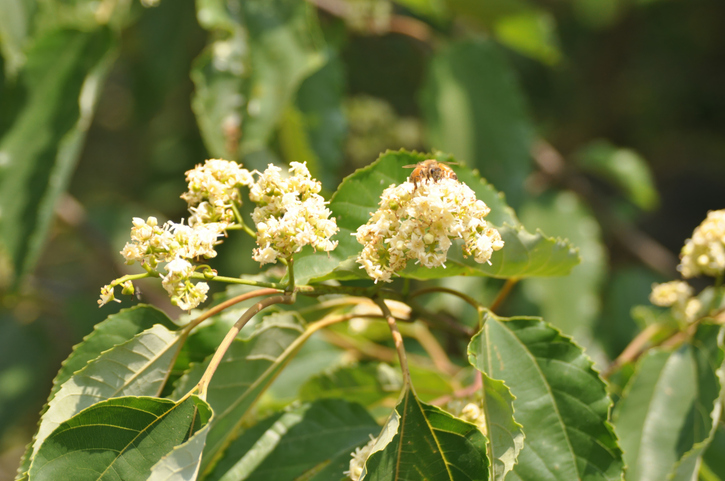 Hovenia dulcis fleurs - raraemong iStock-2226848067 ©raraemong