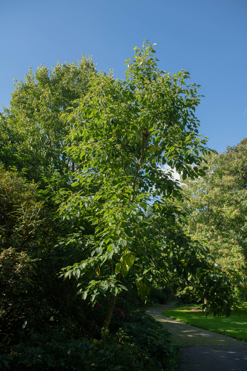 Hovenia dulcis - pcturner71 iStock-1348363676 ©pcturner71
